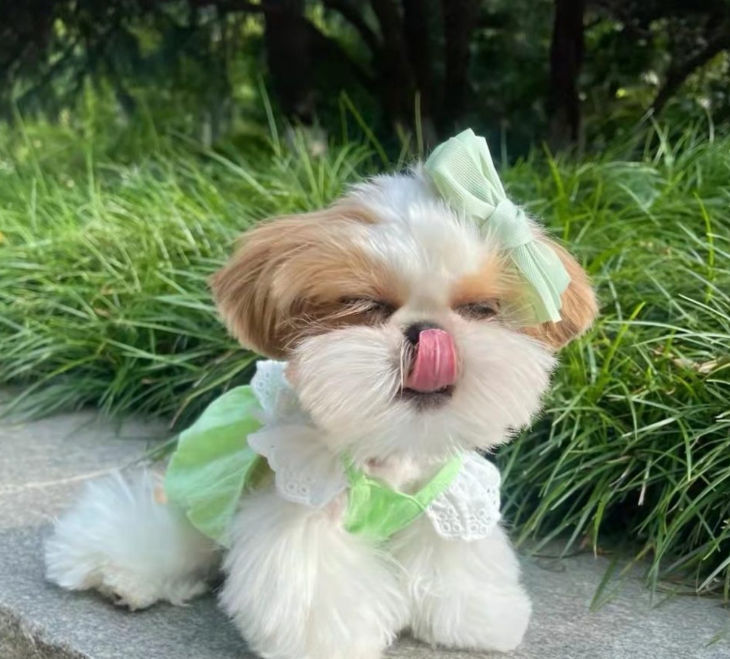 시츄는 몽총하지 않다. 다만 귀찮을뿐이다 | 인스티즈