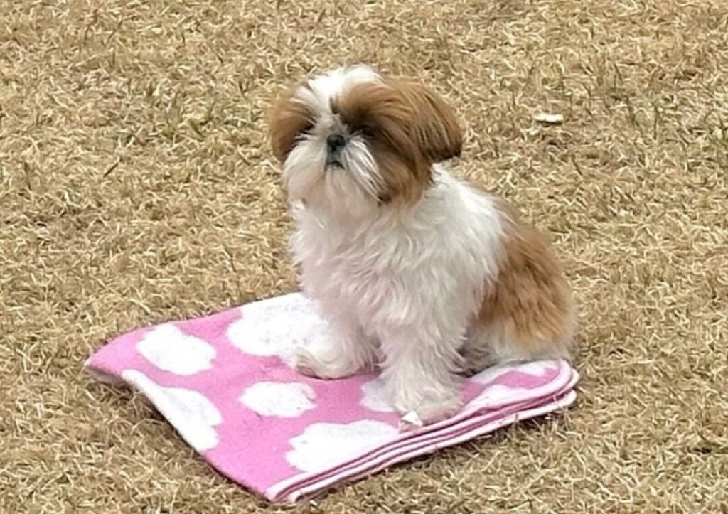 제일 순하다는 견종 | 인스티즈