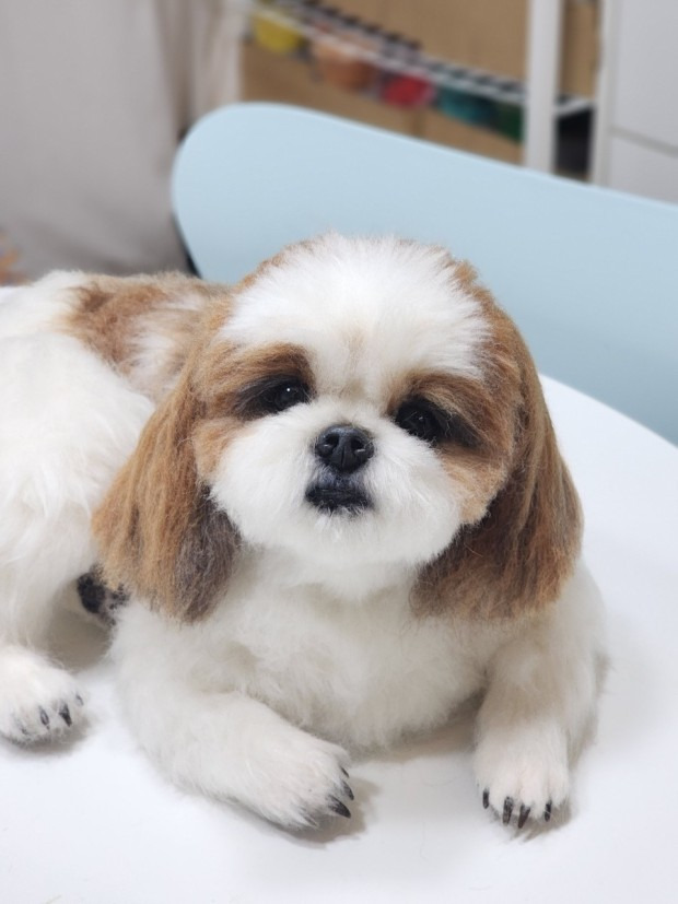 시츄는 몽총하지 않다. 다만 귀찮을뿐이다 | 인스티즈