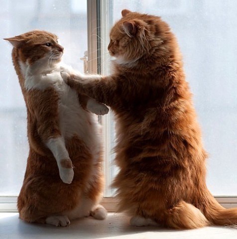 고양이는 사랑꾼이다냥 | 인스티즈