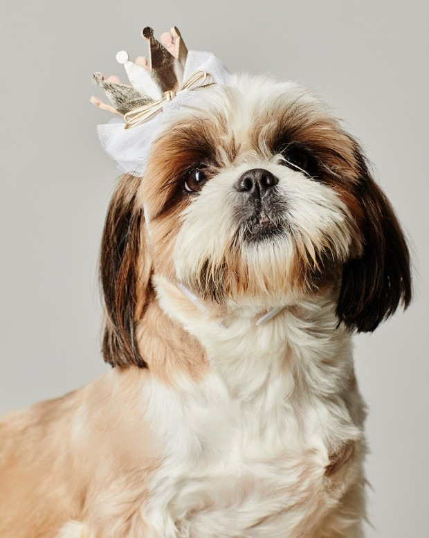 시츄는 몽총하지 않다. 다만 귀찮을뿐이다 | 인스티즈