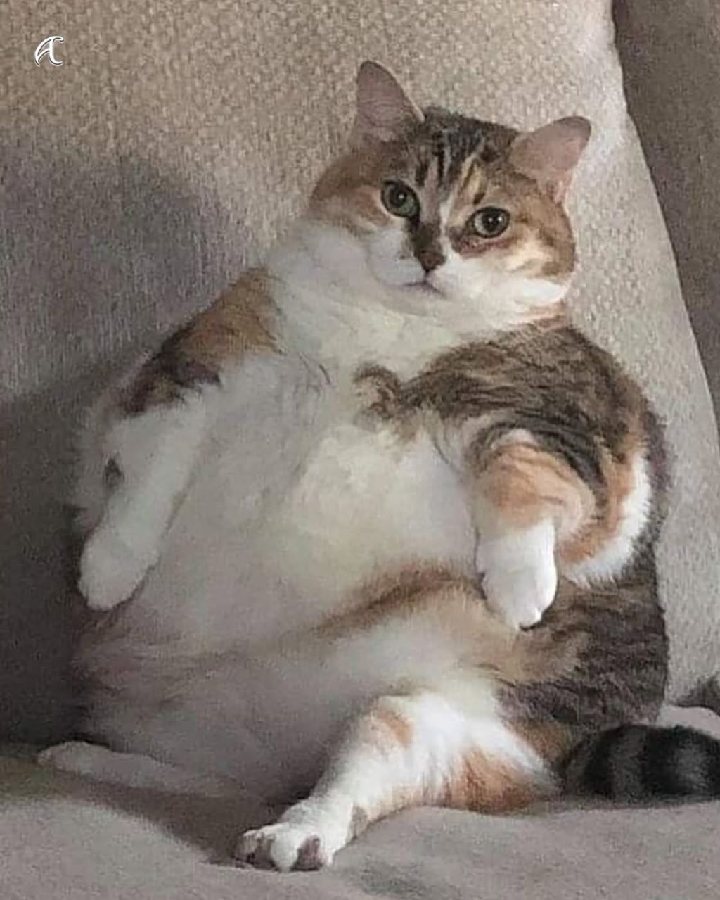 비만 고양이를 위한 묘운자로 임상중 | 인스티즈