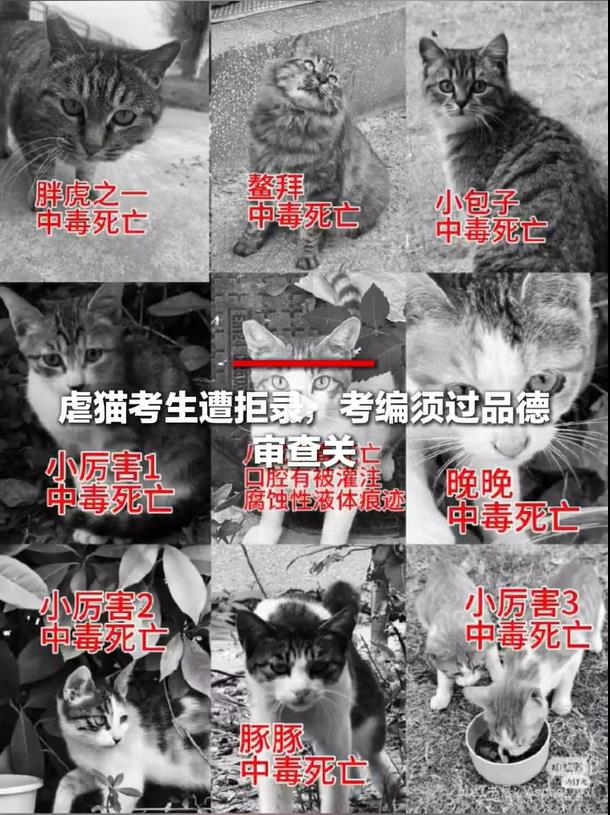 中서 길고양이 학대범 공공기관 채용 취소로 '논란' | 인스티즈
