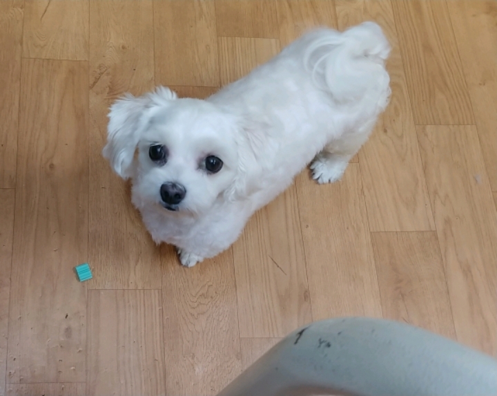 어느 애견미용사의 은밀한 취미.jpg | 인스티즈