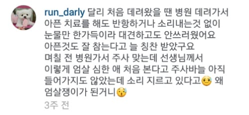 유기견에서 스타강아지가 되기까지 달리의 변화모습 | 인스티즈