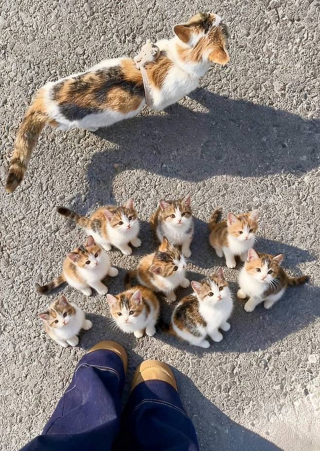 "출근하는데 길고양이 가족을 만나서 심장이 녹아내리는 줄 알았어요" | 인스티즈