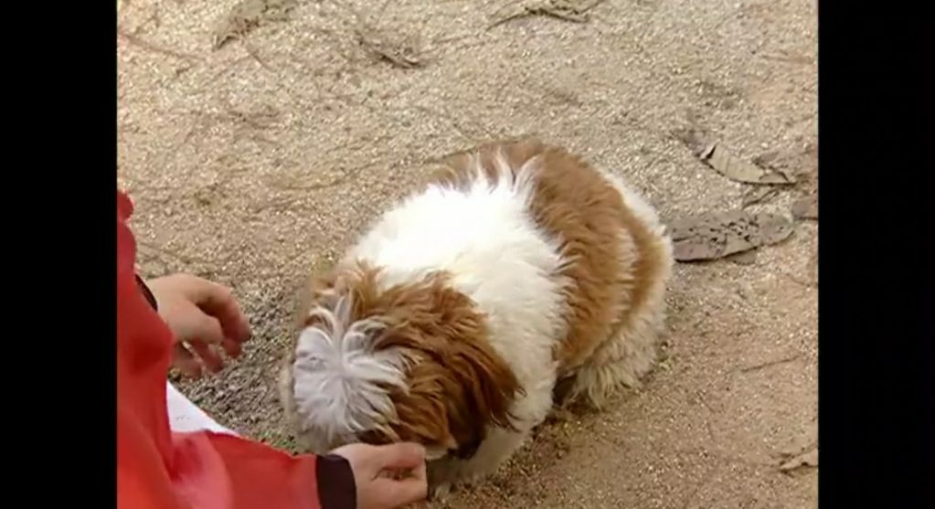 [시츄] 드라마 대장금에 나온 시츄.jpg | 인스티즈