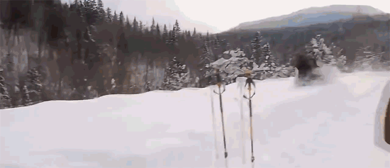 북미 사슴 무스 실제 크기 | 인스티즈