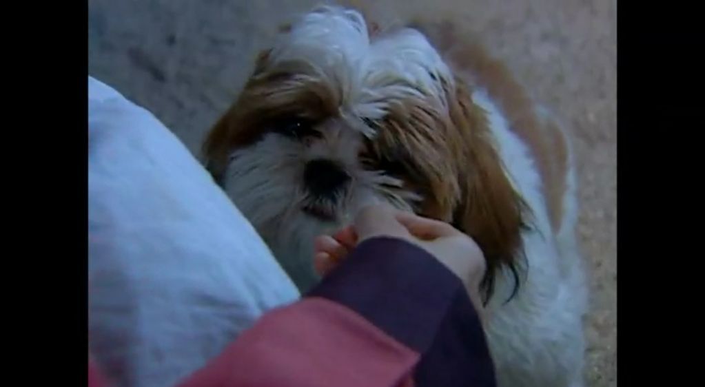 [시츄] 드라마 대장금에 나온 시츄.jpg | 인스티즈