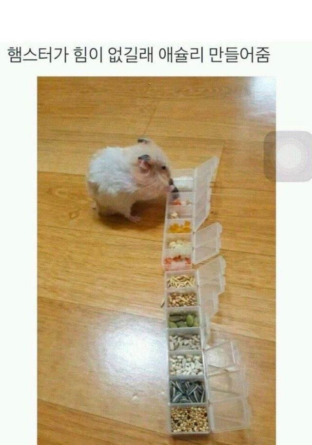 햄스터가 힘이 없길래 애슐리 만들어줌 | 인스티즈