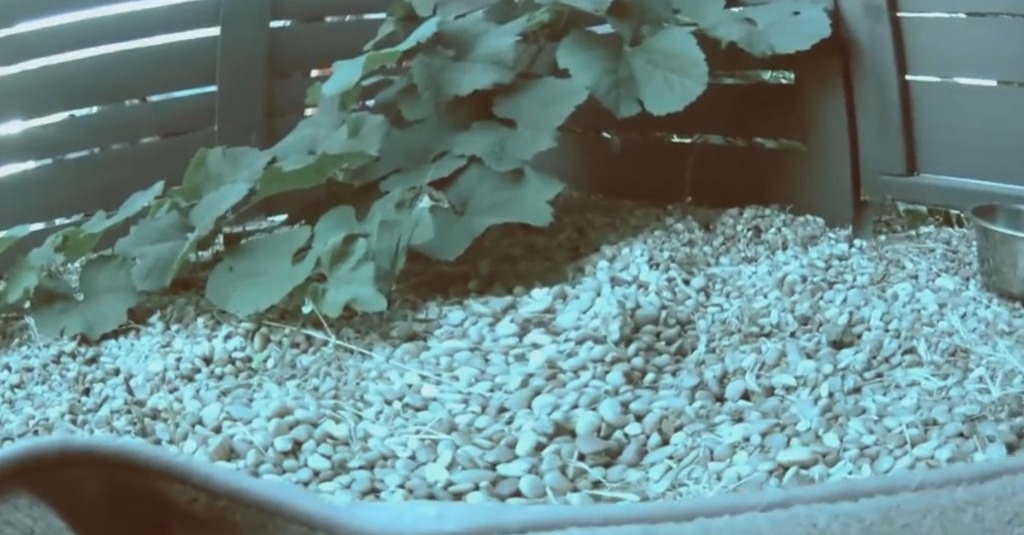 사람과 동물들의 시각차이.jpg | 인스티즈