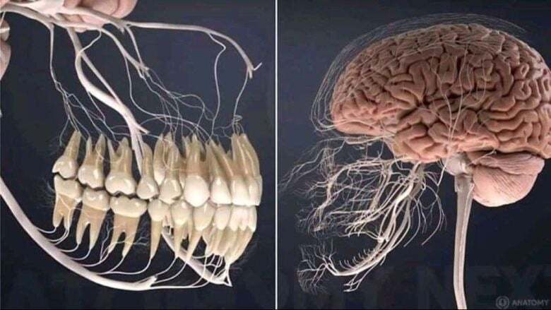 신경치료와 재신경치료...... | 인스티즈