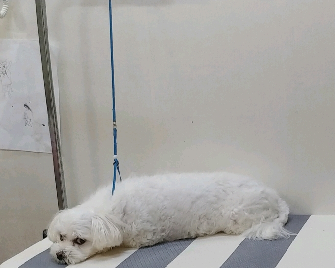 어느 애견미용사의 은밀한 취미.jpg | 인스티즈
