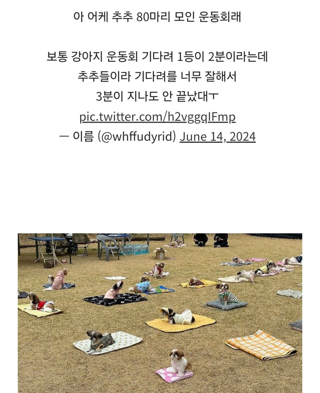제일 순하다는 견종 | 인스티즈