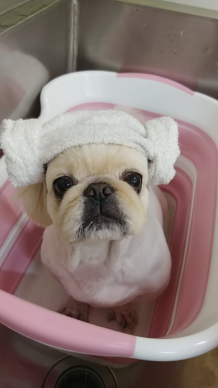 어느 애견미용사의 은밀한 취미.jpg | 인스티즈