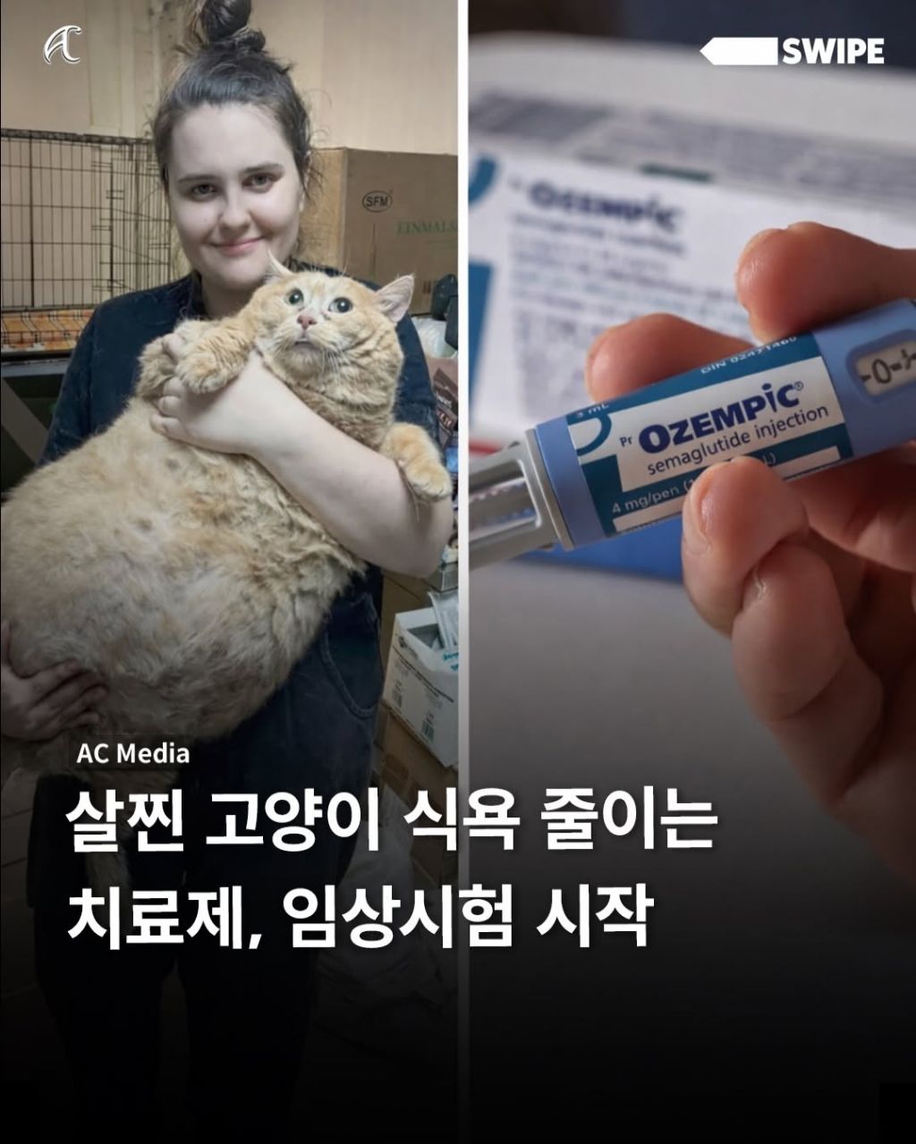 비만 고양이를 위한 묘운자로 임상중 | 인스티즈
