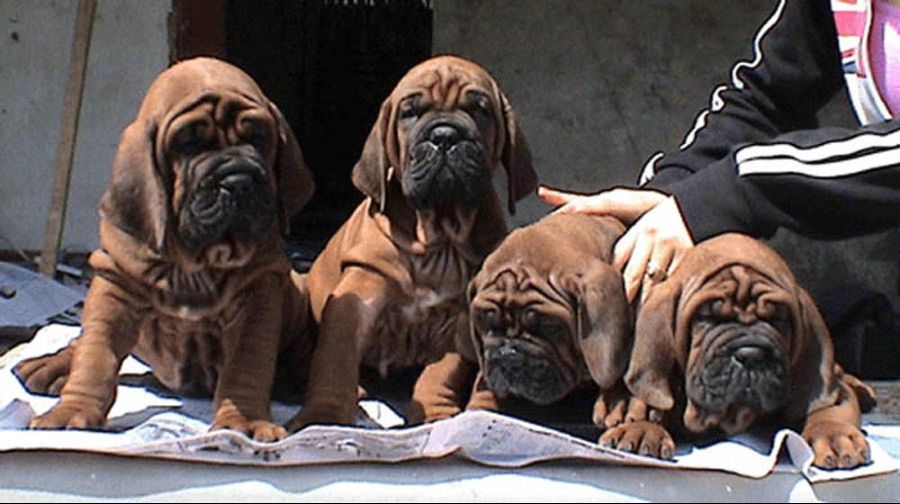 외국에서 진돗개보다 유명하다는 한국견종 | 인스티즈