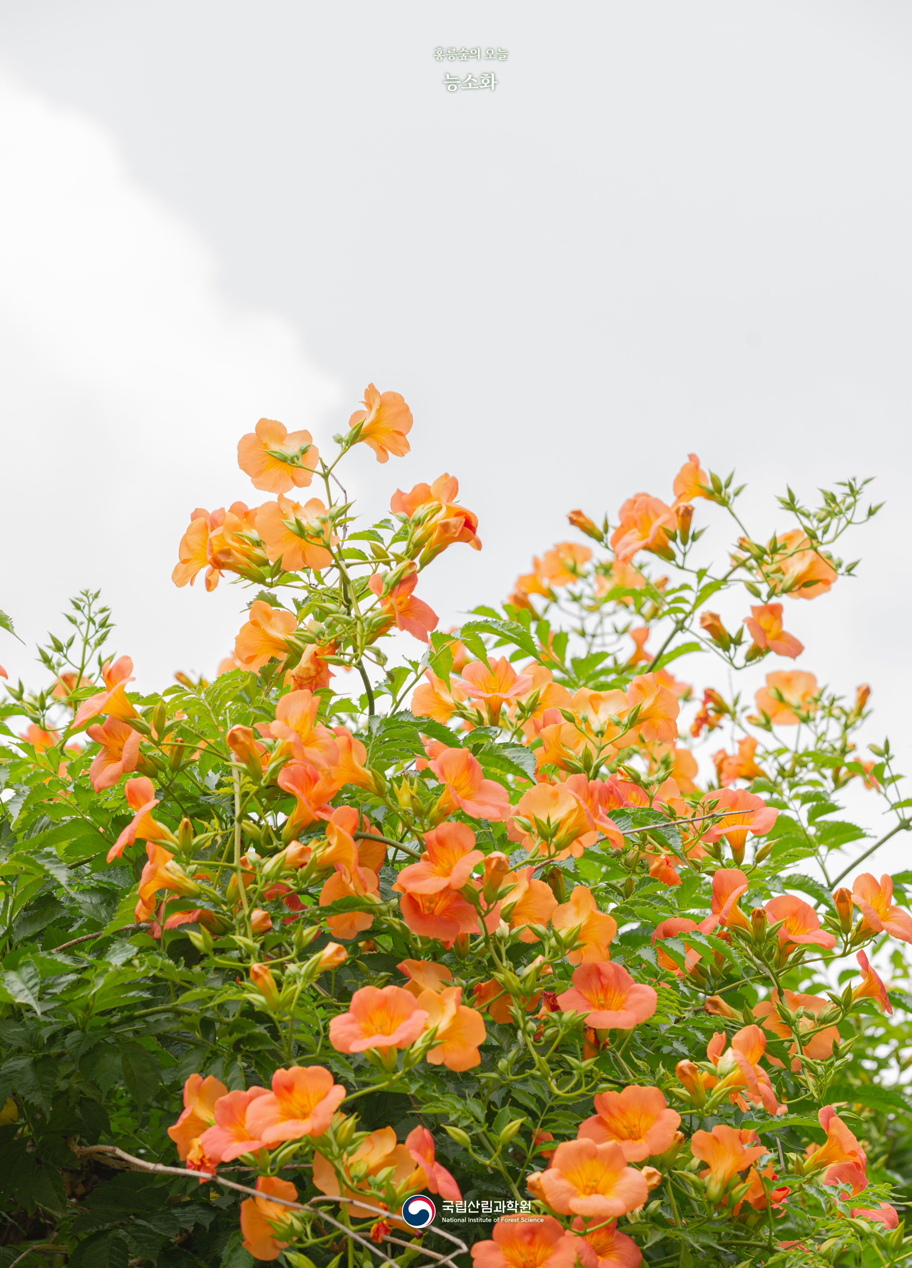 최근 몇 년 사이 인기가 많아진 거 같은 꽃 | 인스티즈