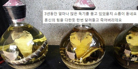 3년된 뱀술 먹다가 죽을뻔 했습니다 (뱀 사진있음 주의) | 인스티즈