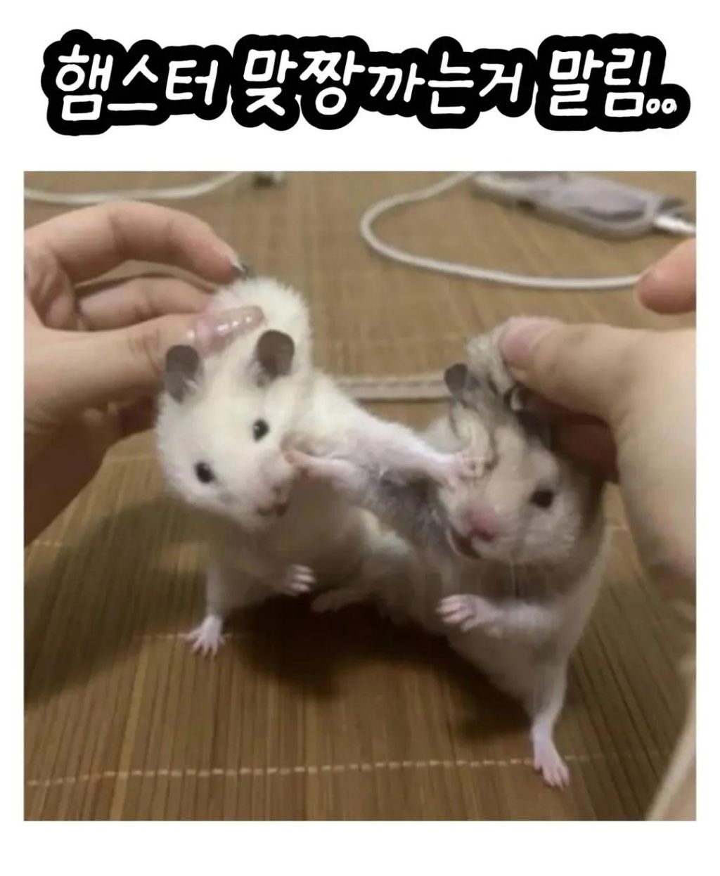 햄스터 맞짱 까는거 말림 | 인스티즈