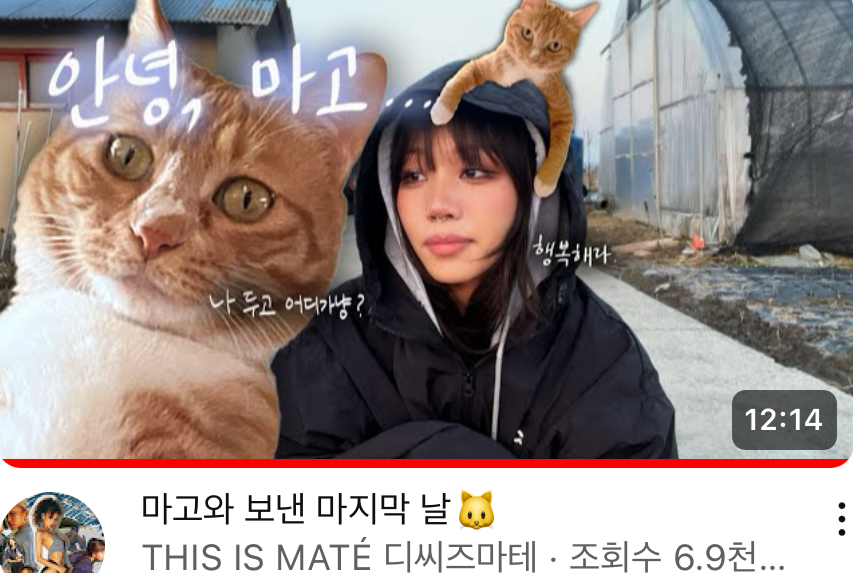 유튜버 디씨즈마테 키우던 고양이 시골에 버리고온거 같이 신고해주라 | 인스티즈