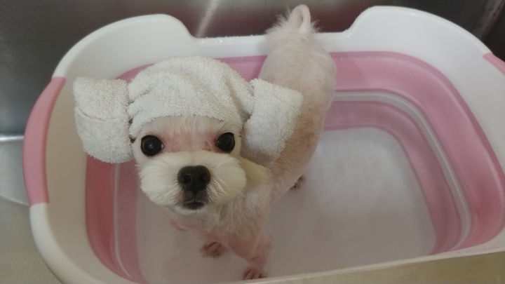 어느 애견미용사의 은밀한 취미.jpg | 인스티즈