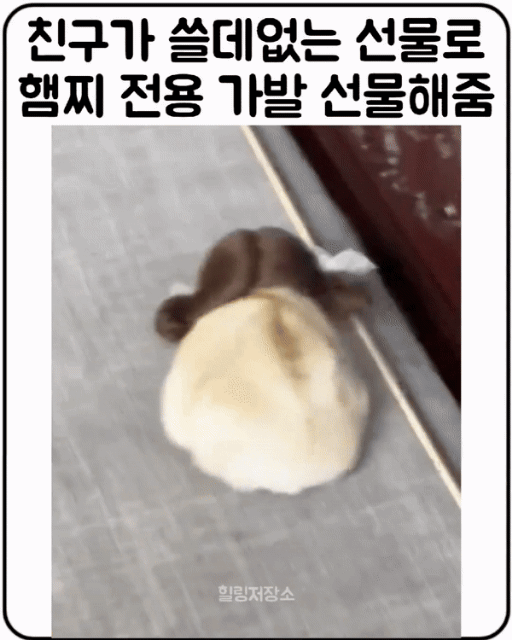 친구가 선물해준 햄스터용 가발 | 인스티즈