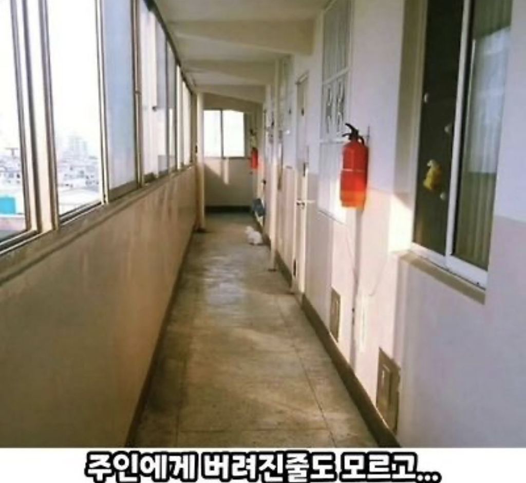 버려진 줄 모르고 하염없이 기다리는...🥺 | 인스티즈