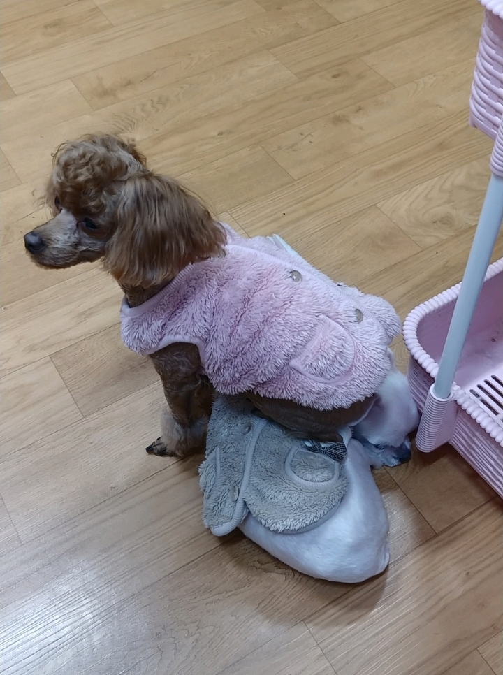 어느 애견미용사의 은밀한 취미.jpg | 인스티즈