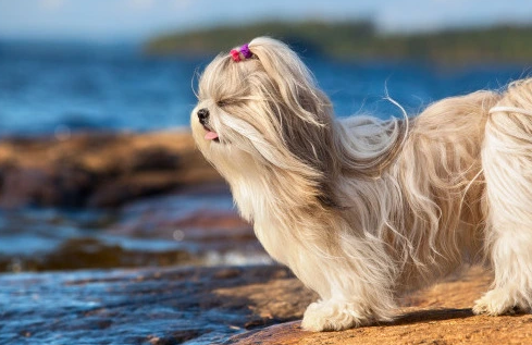 시츄는 몽총하지 않다. 다만 귀찮을뿐이다 | 인스티즈