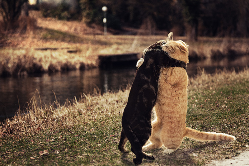 고양이는 사랑꾼이다냥 | 인스티즈