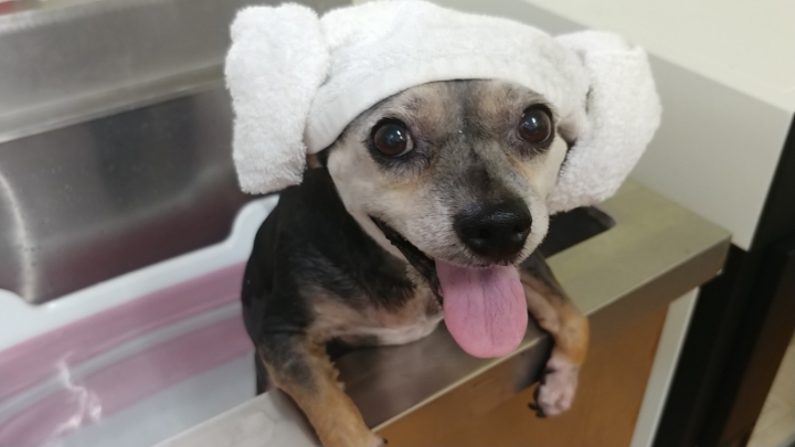 어느 애견미용사의 은밀한 취미.jpg | 인스티즈