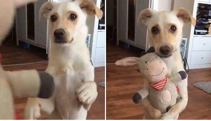 입양 후 처음으로 '인형 선물' 받고 감격해 눈물 그렁그렁 맺힌 댕댕이 | 인스티즈