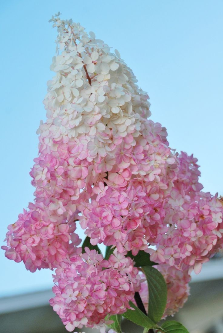 아이스크림에서 이름을 따온 수국 품종 | 인스티즈