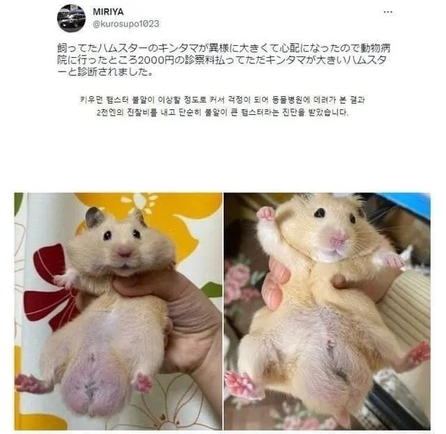 햄스터 ㅂㅇ이 너무 커서 동물병원 데려갔습니다.jpg | 인스티즈