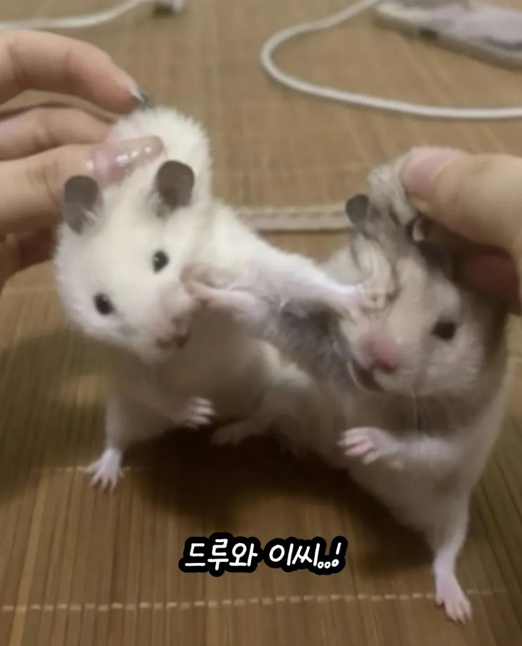 햄스터 맞짱 까는거 말림 | 인스티즈