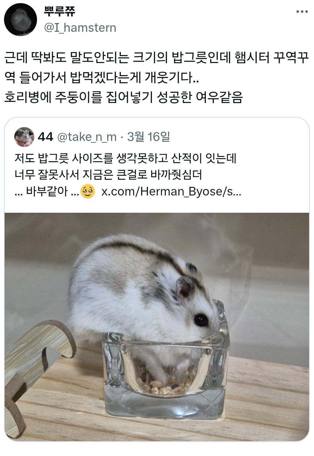 밥그릇 잘못 구입한 햄스터 주인들 | 인스티즈