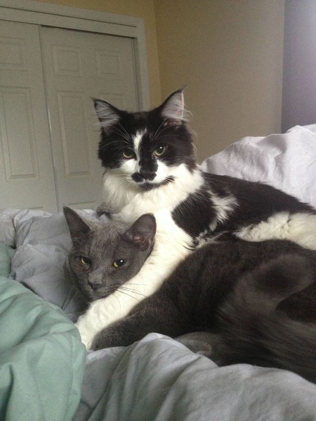 고양이는 사랑꾼이다냥 | 인스티즈