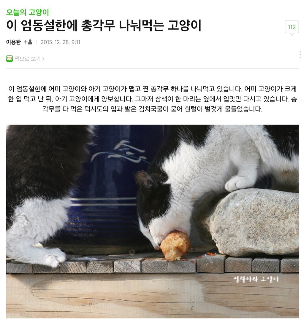 총각무김치 나눠먹는 길고양이들 | 인스티즈