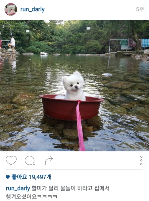 유기견에서 스타강아지가 되기까지 달리의 변화모습 | 인스티즈