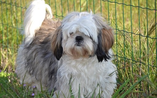 시츄는 몽총하지 않다. 다만 귀찮을뿐이다 | 인스티즈