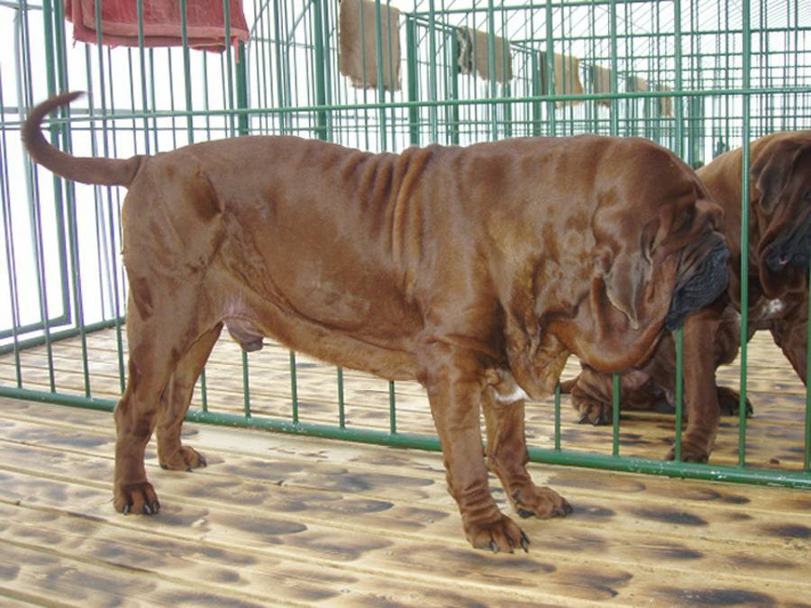 외국에서 진돗개보다 유명하다는 한국견종 | 인스티즈