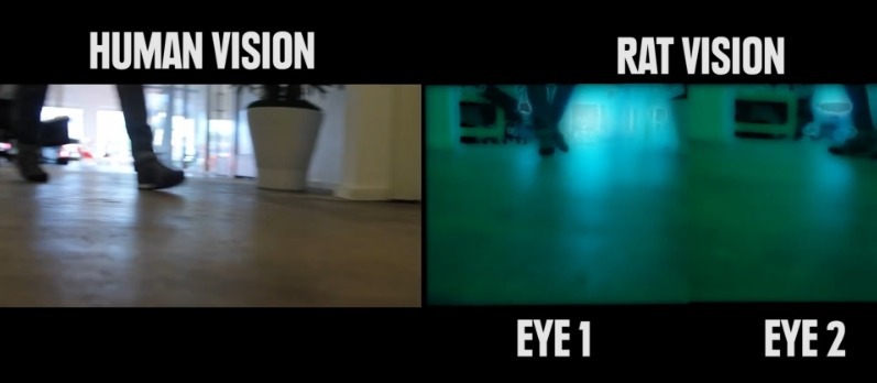 사람과 동물들의 시각차이.jpg | 인스티즈