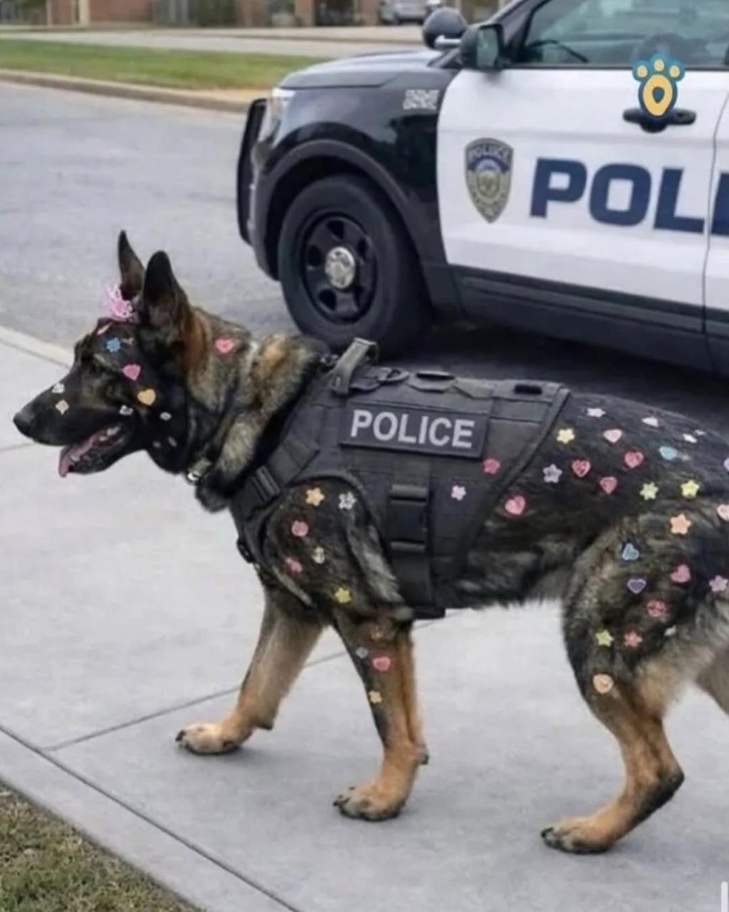 유치원 체험행사에 갔다가 꾸밈당한 경찰견 | 인스티즈