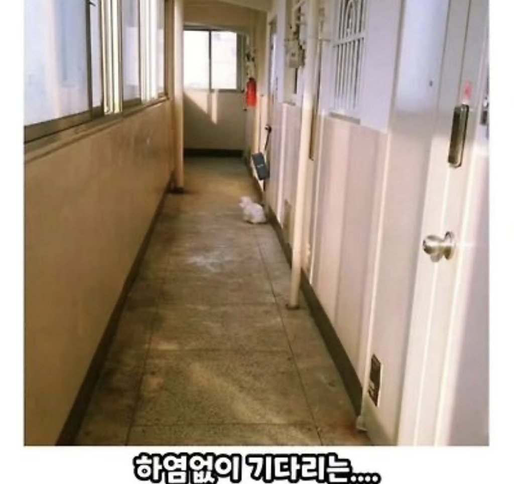 버려진 줄 모르고 하염없이 기다리는...🥺 | 인스티즈