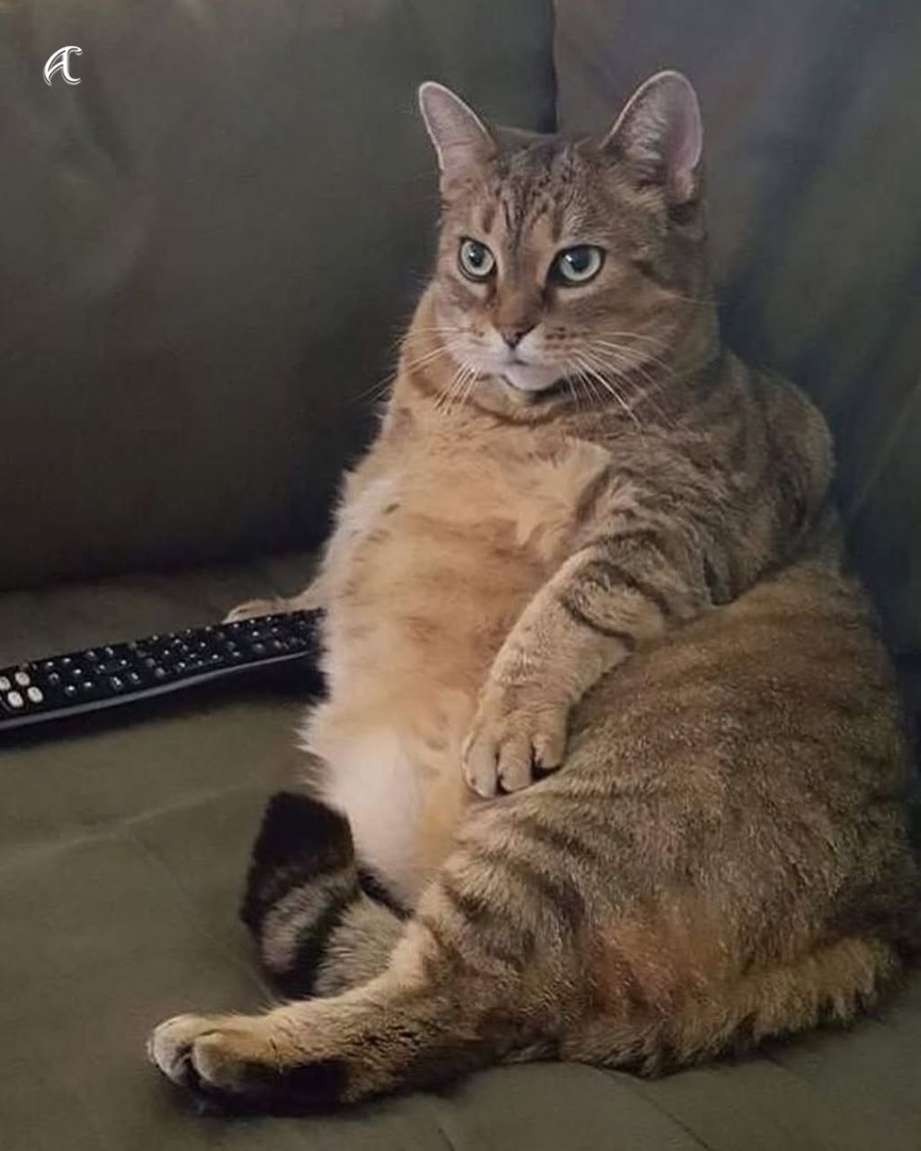 비만 고양이를 위한 묘운자로 임상중 | 인스티즈