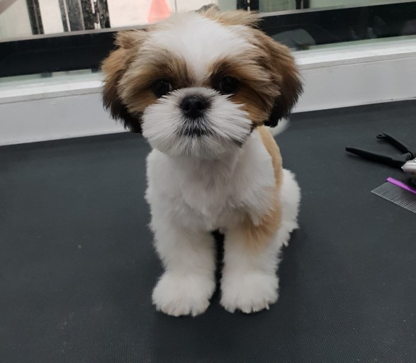 시츄는 몽총하지 않다. 다만 귀찮을뿐이다 | 인스티즈