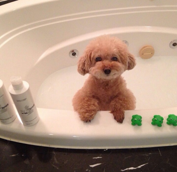 개이름 지을 때 참고 | 인스티즈