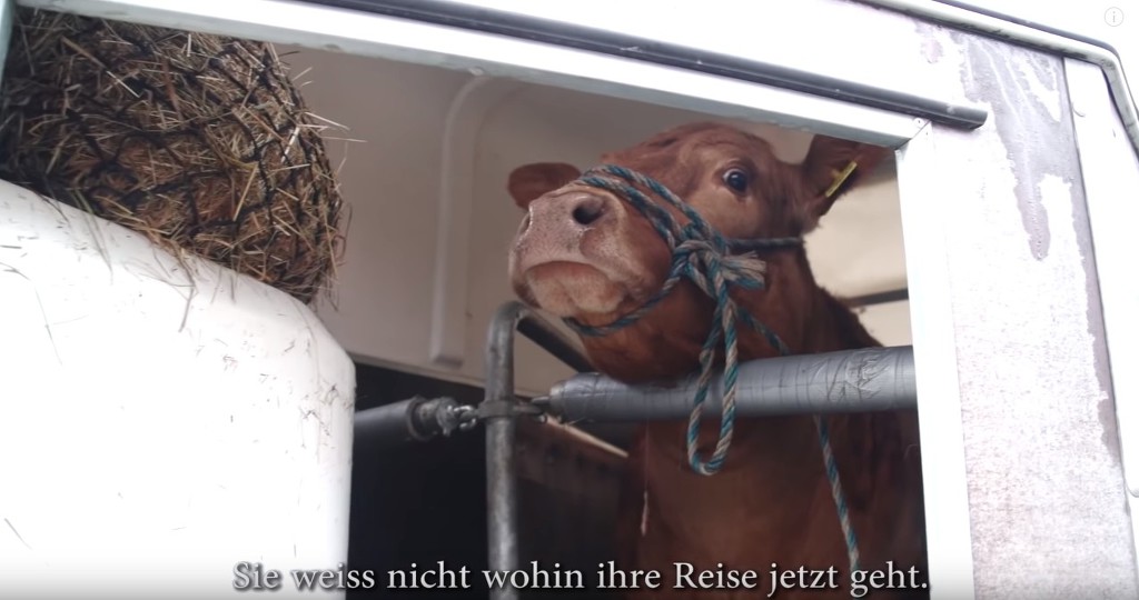 도살장 끌려가는줄 알고 눈물 뚝뚝 흘리는 소 | 인스티즈