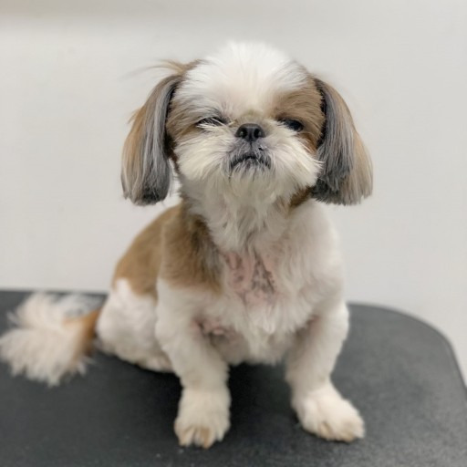 시츄는 몽총하지 않다. 다만 귀찮을뿐이다 | 인스티즈